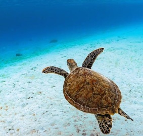 Green Sea Turtle